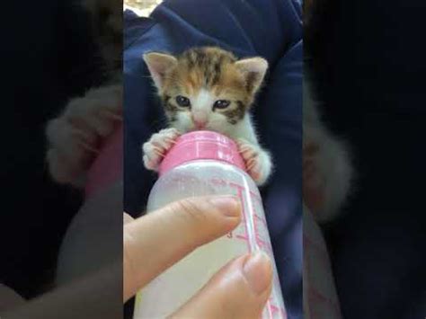 kedi süt içerse ne olur